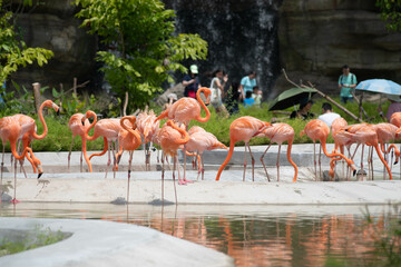 Bird Paradise