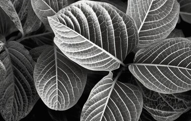 Black and white leaves, background by generative ai