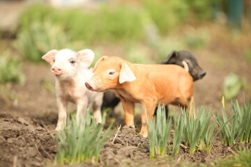 cutie and funny young pig is standing on the green grass. Happy piglet on the meadow, small piglet in the farm posing on camera on family farm. Regular day on the farm