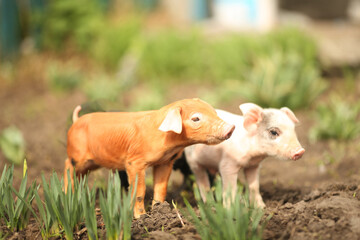 Fototapeta premium cutie and funny young pig is standing on the green grass. Happy piglet on the meadow, small piglet in the farm posing on camera on family farm. Regular day on the farm