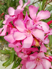 Pink oleander flowers in the garden, close-up.