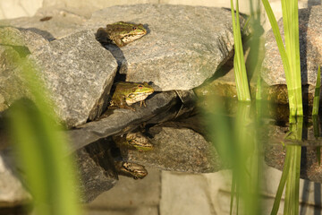 Green edible frog in the water with grass