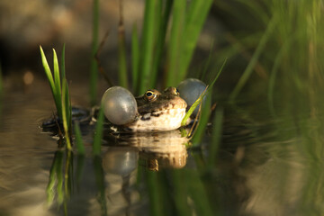 Green edible frog in the water with grass