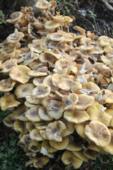 Mushrooms on a tree, forest