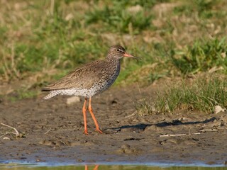 Common redshank (Tringa totanus)