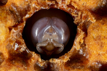 a pupa of honey bee (drone)