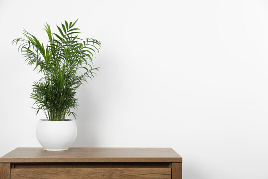 Potted chamaedorea palm on wooden table near white wall, space for text. Beautiful houseplant