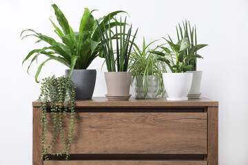 Green houseplants in pots on wooden chest of drawers near white wall