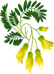 Kowhai - The National Flower of New Zealand. New Zealand Flower, Illustration of Kowhai Flowers. Vector.