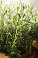 Aromatic green rosemary on light gray background, closeup