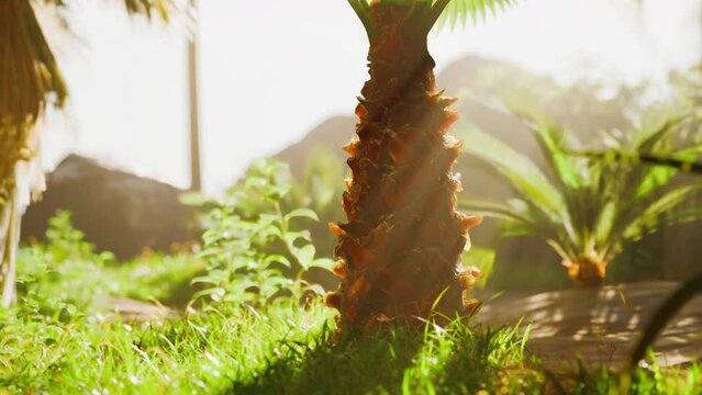 Morning sunbeam through tropical trees and plants