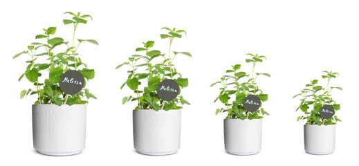 Melissa growing in pots isolated on white, different sizes