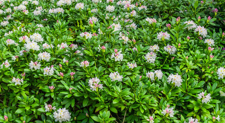 light pink Rhododendron caucasicum on a background of green leaves