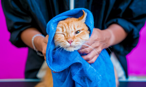 Groomer wipes a beautiful red cat after washing in at grooming salon