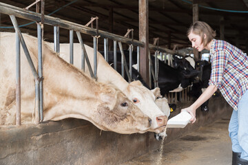 agriculture industry and livestock concept. Young female dairy farmer feeding cows in cowshed on...