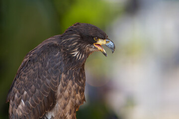 Large bird of prey Bald Eagle - Haliaeetus leucocephalus - young bird led by a falconer.