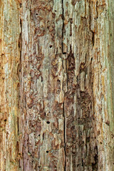 Obraz premium Decaying tree closeup