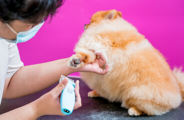 Groomer with protective face masks cutting Pomeranian dog at grooming salon.