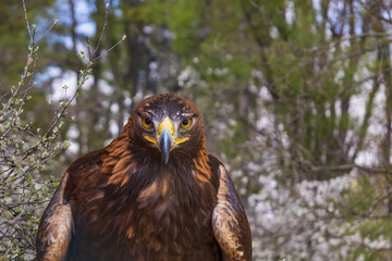 Large bird of prey Bald Eagle - Haliaeetus leucocephalus - young bird led by a falconer.