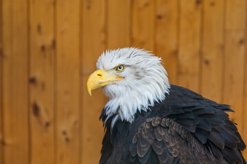 Large bird of prey Bald Eagle - Haliaeetus leucocephalus - adult led by a falconer.