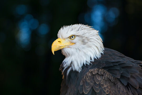 Large bird of prey Bald Eagle - Haliaeetus leucocephalus - adult led by a falconer.