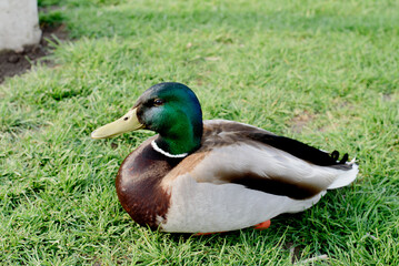 The mallard or wild duck (Anas platyrhynchos) on green grass.