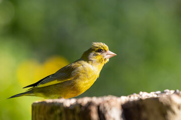 Beautiful Male greenfinch (chloris chloris) on a log with a yellow and green natural background. May, Spring, Yorkshire, UK