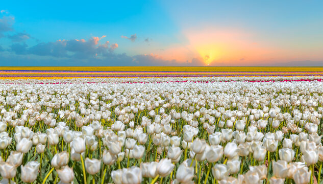 Amazing white tulip flowers blooming in a tulip field in the sunset light