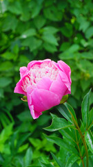 pale pink beautiful flower bud peony, in a green garden summer, freshness, beauty   