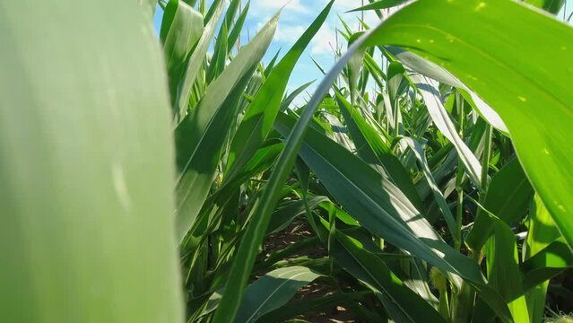 POV walk through inspection of soil ground and health of roots with stems. Corn maize close up, agriculture field, young green sweet corn seedling. Growing corn.