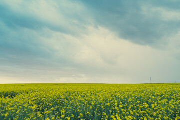 Obraz premium The rapeseed field to the horizon with clouds during the summer in Germany. Canola season in Europe