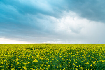 Fototapeta premium The rapeseed field to the horizon with clouds during the summer in Germany. Canola season in Europe
