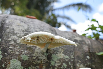 mushroom closeup on tree