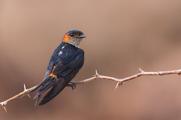 Portrait of Red Bird Red Rumped Swallow from Chennai India