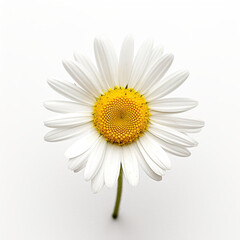 A single white chamomile flower with a yellow center. Generative AI.