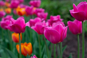 Tulips flower beautiful in garden plant. Blooming pink tulips flowerbed. Beautiful pink and orange blooming tulips selective focus.
