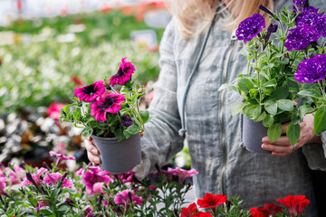 Woman choosing petunia and calibrachoa plant to buy at flower market