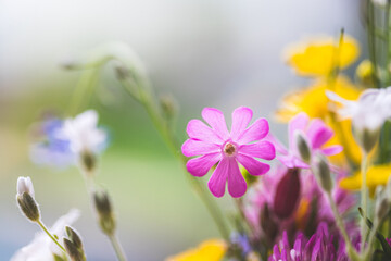 Beautiful colorful and fresh spring flower, clove, close up