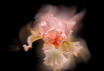 - pink iris - a beautiful garden flower in summer time