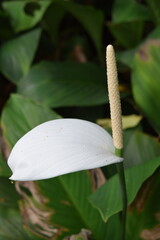 Calla lily with green leaves in the background