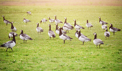 Obraz na płótnie Canvas Big flock of wild geese in green field in the Netherlands