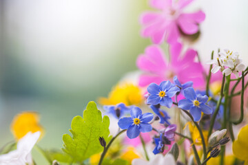 Beautiful colorful and fresh spring flower, forget me not, close up