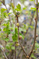 Blackcurrant Gall or Big Bud Mite pest, Cecidophyopsis Ribis. Infected enlarged round buds on young currant bush in early Spring. Blackcurrant disease.