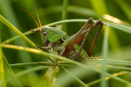 รูปภาพKonik – เลือกดูภาพถ่ายสต็อก เวกเตอร์ และวิดีโอ5,692 | Adobe Stock