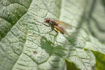 mucha, skrzydła © RobertM