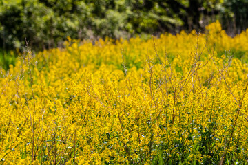 Obraz premium field of yellow flowers