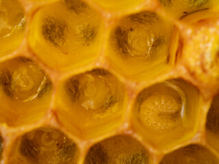 bee nymphs - development of honey bee in honeycombs