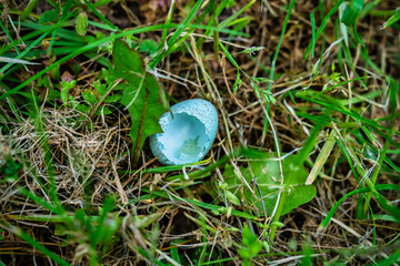 Geschlüpft Vogelei im Gras