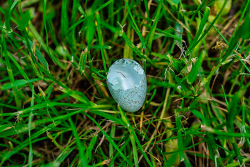 Geschlüpft Vogelei im Gras