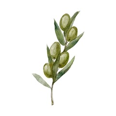 olives branch isolated on white